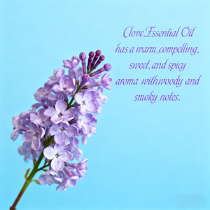 Pabrik di Cina Menyediakan Minyak Bunga Cengkih Murni Harga Terbaik untuk Penggunaan Kosmetik dan Pijat - Product Image 4