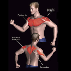 Machine de gymnastique de Pector <span class=keywords><strong>Nautilus</strong></span> de pull de machine chargée par plaque de Offres Spéciales pour le bodybuilding - Product Image 6