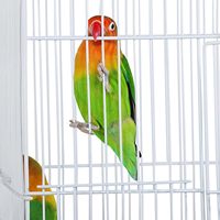 Cage à oiseaux avec séparateur, cage à perroquet avec 4 perchoirs en bois, cage de reproduction pour oiseaux, transporteur d'animaux de compagnie portable, perroquets vivants