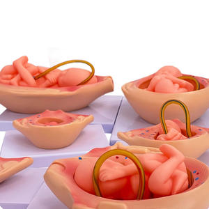 Modèle d'anatomie du processus de développement de la formation fœtale humaine grandeur nature - Product Image 5