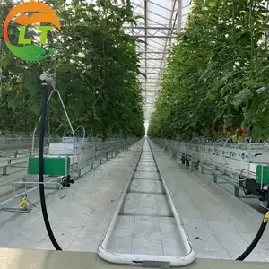 トマト栽培用ガラス温室農業