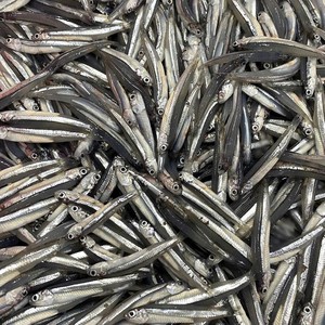 Frozen Whole Blue Anchovy 24 Months Shelf Life Bulk Vacuum Pack IQF/BQF Size 4-6cm Custom Brand Fresh Seafood Export Vietnam - Product Image 3