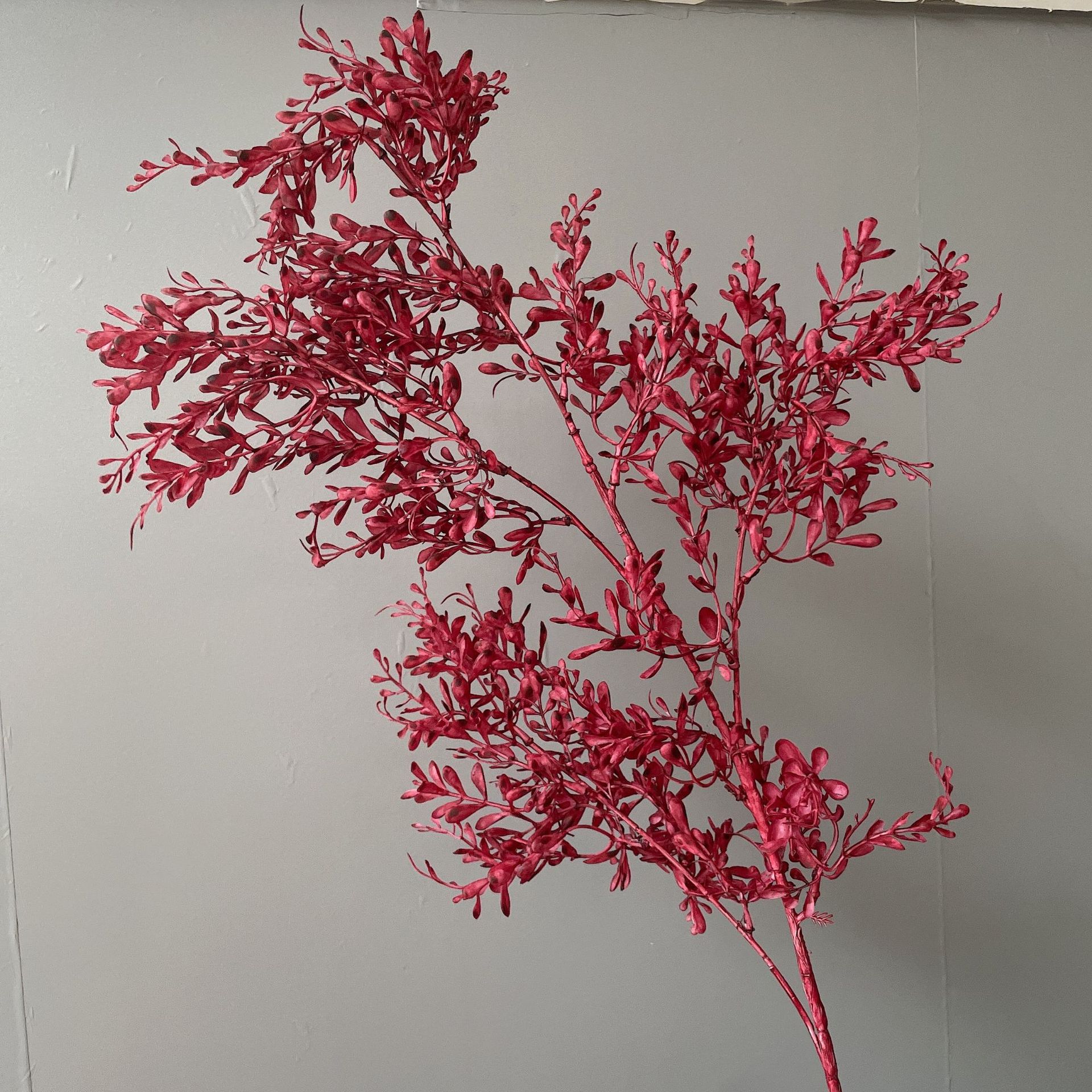 Granos de arroz engomado rojo vino