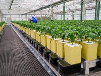 Système de culture aquaponique Tulan Dutch Bucket avec pompe, équipement d'irrigation écologique pour la culture de tomates, ABS/PVC