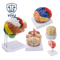 Modello anatomico del cervello umano staccabile, modello delle regioni del cervello codificate a colori e dei vasi sanguigni cerebrali per l'insegnamento della neurologia medica