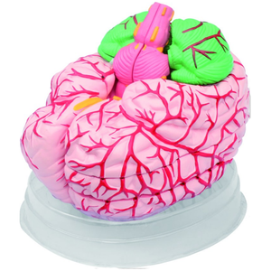 GelsonLab HSBM-174 Cao Chất Lượng Con Người Não Phải Mô Hình Với Chức Năng Khác Nhau Khu Vực - Product Image 6