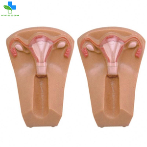 ขายส่งราคาที่สมจริงทางการแพทย์ Manikins Vivid มนุษย์<span class=keywords><strong>รุ่น</strong></span>ดี IUD การฝึกอบรมสำหรับการศึกษาการฝึกอบรม