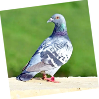 QA équipement d'élevage de volaille 8mm anneau d'oiseaux en aluminium anneau de jambe de Pigeon pour poussins de ferme de poulet perroquet oiseaux de caille