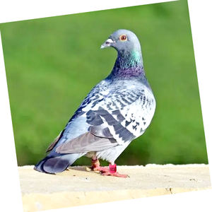 Qa Pluimveehouderij Uitrusting 8Mm Aluminium Vogels Ringduivenpoot Ring Voor Kippenboerderijkuikens Papegaai Kwartelvogels - Product Image 6