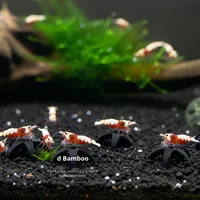 Nid de crevettes ornementales en cristal, ornement d'aquarium moderne en céramique, cachette pour cichlidés, boîte de reproduction