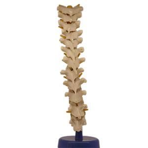 Modelo de enseñanza de Pelvis para <span class=keywords><strong>hombre</strong></span>, suministro directo de fábrica - Product Image 1