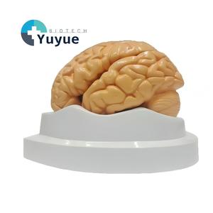 जीवन का आकार 3-भाग मानव मस्तिष्क शरीर रचना मॉडल-विनिर्मित चिकित्सा शिक्षण उपकरण - Product Image 1