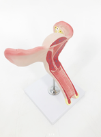 Modelo anatómico de PVC para órganos genitales femeninos: Entrenamiento de Ciencias Médicas realista y duradero para uso en hospitales/escuelas