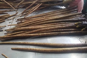 Cây ngưu bàng Trung Quốc cây ngưu bàng tươi - Product Image 3