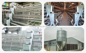 Melhor Qualidade em Gaiolas Automáticas Novas de Aço Inoxidável para Galinhas Poedeiras em Granjas Avícolas - Product Image 4