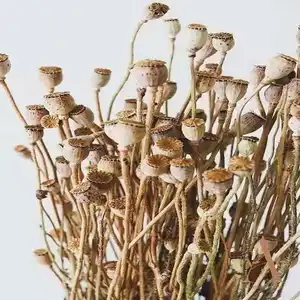 Gousses de fleurs de pavot de maïs séchées décoratives conservées en gros pour l'arrangement