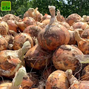 Hot Sale 6-8cm <strong>Onion</strong> <strong>Export</strong> 2024 Newest Crop Yellow/Red <strong>Onion</strong> Share Fresh Gold <strong>Onions</strong> Supplier for Wholesale Round Within 7 Days - Product Image 4