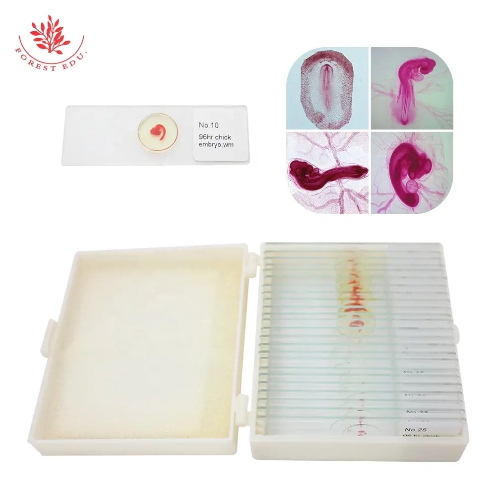 Voorbereid Microscope Slides Educatief Apparatuur Chick Embryo Ontwikkeling Serie Micro-organismen Film Glas Slides