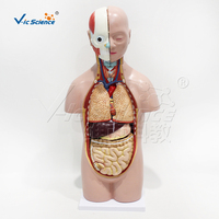 Modelo Anatómico de Torso Unisex de 50 cm con 12 Órganos Removibles, Espécimen de PVC para Clases de Biología de Secundaria y Preparatoria, CE/ISO/ROHS/CNAS