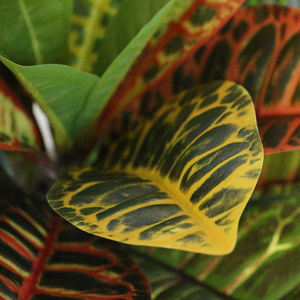 <span class=keywords><strong>Albero</strong></span> Artificiale di Alta Qualità con Effetto Realistico, Piccolo Bonsai in Vaso con Foglie Colorate di Codiaeum per Decorazione Domestica Durante la Stagione Autunnale - Product Image 6