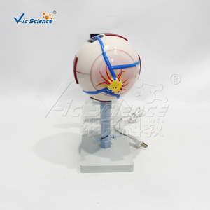 Modèle anatomique d'image optique d'œil humain magnifié en PVC pour la formation en laboratoire d'<span class=keywords><strong>ophtalmologie</strong></span> et d'anatomie CE/ISO/ROHS/CNAS - Product Image 3