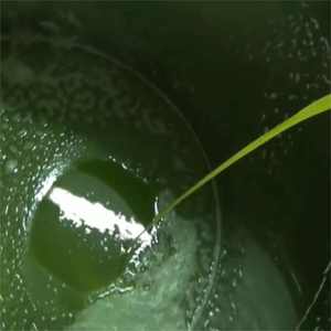 Óleo de <span class=keywords><strong>Amla</strong></span> 100% Puro Indiano Fornecedor OEM a Granel - Product Image 5