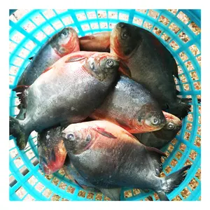 Pomfret de Frozen Red Pacu, para el mercado africano, envío rápido