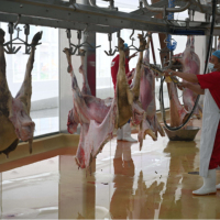 Équipement d'abattage de moutons certifié CE, machine d'abattage de moutons, abattoirs à grande échelle pour le traitement des moutons et des chèvres