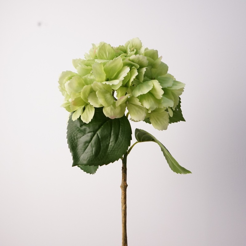 Océan magique vert hortensia