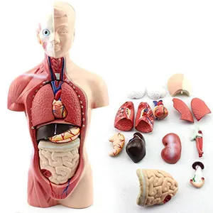 28厘米微型人体躯干模型15个零件，用于人体解剖学的医学教学和培训
