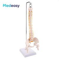 Modelo de columna vertebral humana de 45CM, modelo de esqueleto de columna vertebral con pelvis para estudio de exhibición de enseñanza
