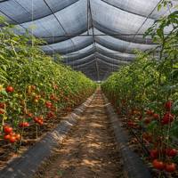 Filet pare-soleil pour serre, patio, pergola, balcon, tissu d'ombrage résistant aux UV, protège les légumes, les fleurs, les cultures, utilisation agricole
