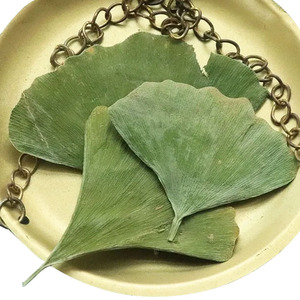 Số lượng lớn chất lượng cao tự nhiên khô các loại thảo mộc <span class=keywords><strong>Ginkgo</strong></span> Lá <span class=keywords><strong>Ginkgo</strong></span> <span class=keywords><strong>Biloba</strong></span> lá để bán - Product Image 1