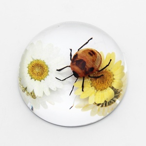 Espécimen de flor de insecto medio redondo de 67mm en artesanías de resina Decoración de mesa ámbar transparente - Product Image 5