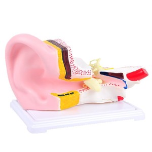 Modèle d'agrandissement de l'anatomie de l'oreille J33212 - Modèle de morphologie et de structure de l'oreille - Équipement expérimental pour les collèges et les lycées - Product Image 3