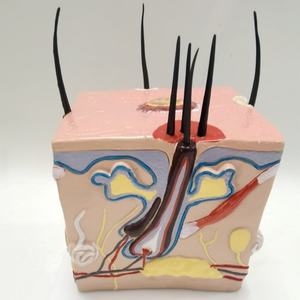 Modelo de PVC de Alta Calidad para Enseñanza del Proceso de Crecimiento del Cabello, Alopecia, Trasplante Capilar, Foliculitis y Nervio Capilar - Product Image 3