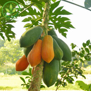 Extrato Herbal de Ingrediente Orgânico em Alta Concentração, Pó de Mamão, Pó de Fruta de Mamão - Product Image 4