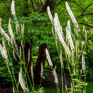 Üretici tedarikçi bitki özü triterpen glikozitler 5:1 10:1, 20:1 karayılan otu özü - Product Image 3