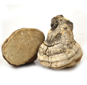 <span class=keywords><strong>Hongos</strong></span> Laricifomes Officinalis Cultivados en China, Comestibles, Enteros, Crudos, Secos y Limpios, Marca Chengyitang, Venta al Por Mayor - Product Image 5