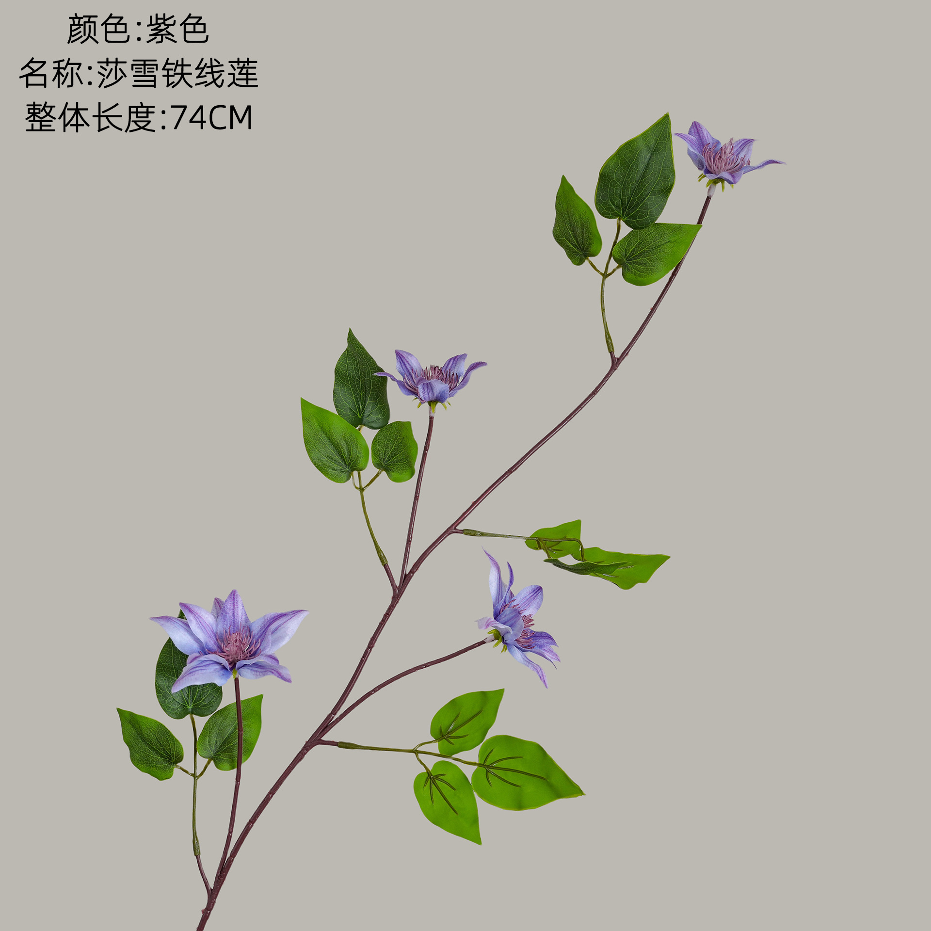 Pourpre