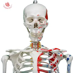 170 cm Tall hele lichaam spier oorsprong en inbrengen geschilderd PVC Levensgrote Medische Skelet Model Menselijk