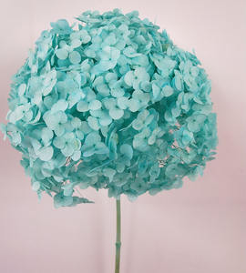 Vente en gros <span class=keywords><strong>Bouquet</strong></span> d'<span class=keywords><strong>hortensia</strong></span> véritable hortensias préservé pour toujours fleurs d'<span class=keywords><strong>hortensia</strong></span> au toucher réel - Product Image 5