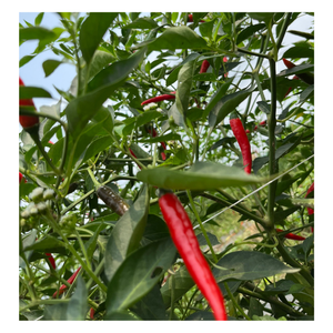 Verduras frescas y Chile del fabricante vietnamita, embalaje personalizado, procesamiento crudo, buen precio, fuente asiática - Product Image 3