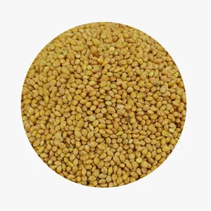 High Quality Yellow Broom Corn Millet For Sale