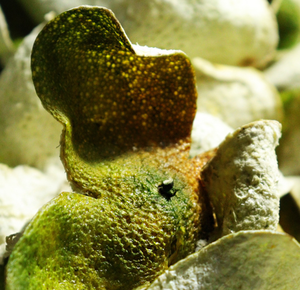 Guang Chen PI chino seco Citrus reticulata Chachiensis Citrus reticulata Chachi cáscaras de frutas para hierbas tradicionales - Product Image 1