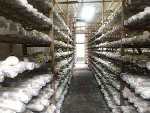 Extrato hidratante <span class=keywords><strong>natural</strong></span> de <span class=keywords><strong>Tremella</strong></span> para a pele Extrato de <span class=keywords><strong>Tremella</strong></span> Polissacarídeo 90% <span class=keywords><strong>Tremella</strong></span> Fuciformis em pó - Product Image 4