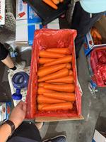 Export Standaard Verse Rode Wortelen Zoete Nieuwe Oogst Gehele Wortelen
