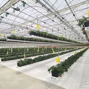 Greenhouse OEM design Industrial coco peat soilless planting systems in greenhouse for watermelon