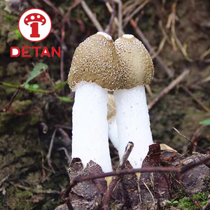 デタン白竹真菌中国輸出天然野生新鮮竹真菌 - Product Image 6