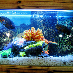 Aquarium en acrylique de qualité supérieure, Aquarium de poissons Betta transparent 100% - Product Image 3